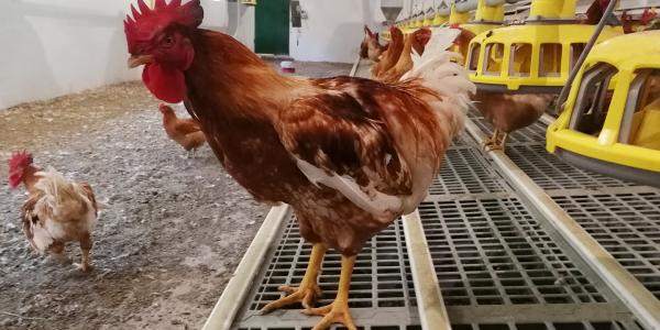 poultry equipment for broiler breeder slow growing, a market trend