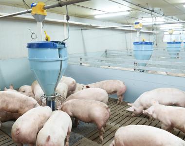 bluhox-meat-pigs-update-range-of-feeding-systems