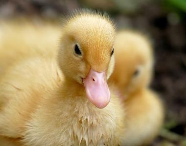 poultry-ducks