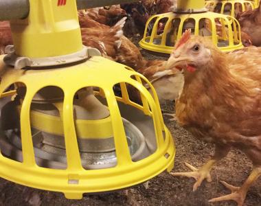 broiler breeders slow growing breed with feeding system vitoo