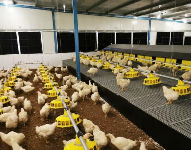 broiler-breeders-koozii-production-only