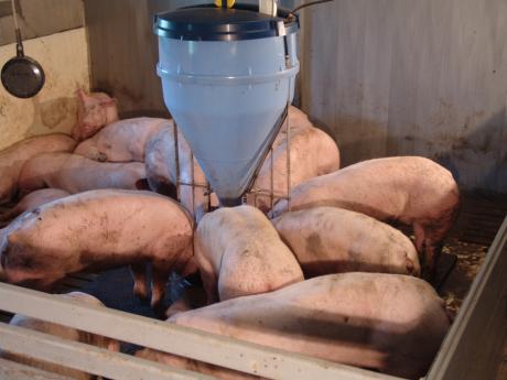 meat-pigs-round-ad-lib-feeder-bluhox-120