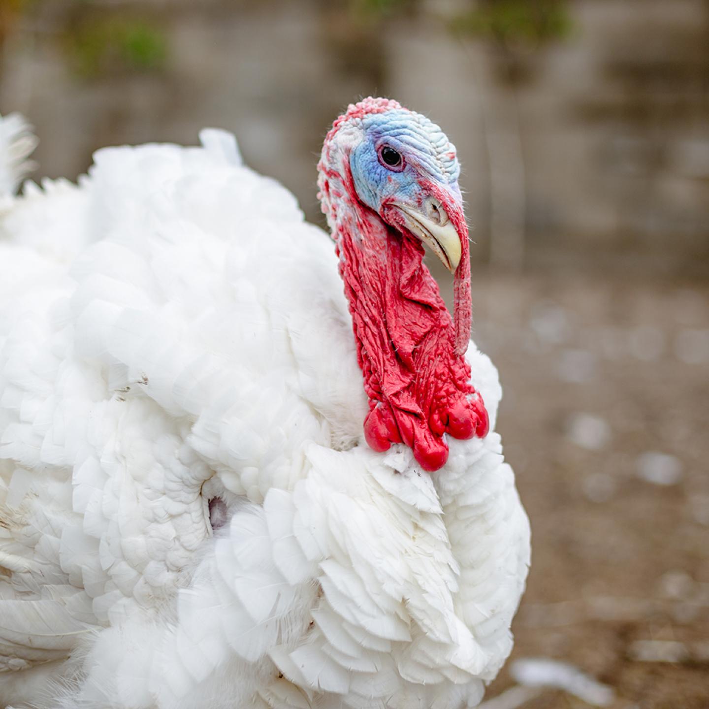 turkeys-poultry-equipment