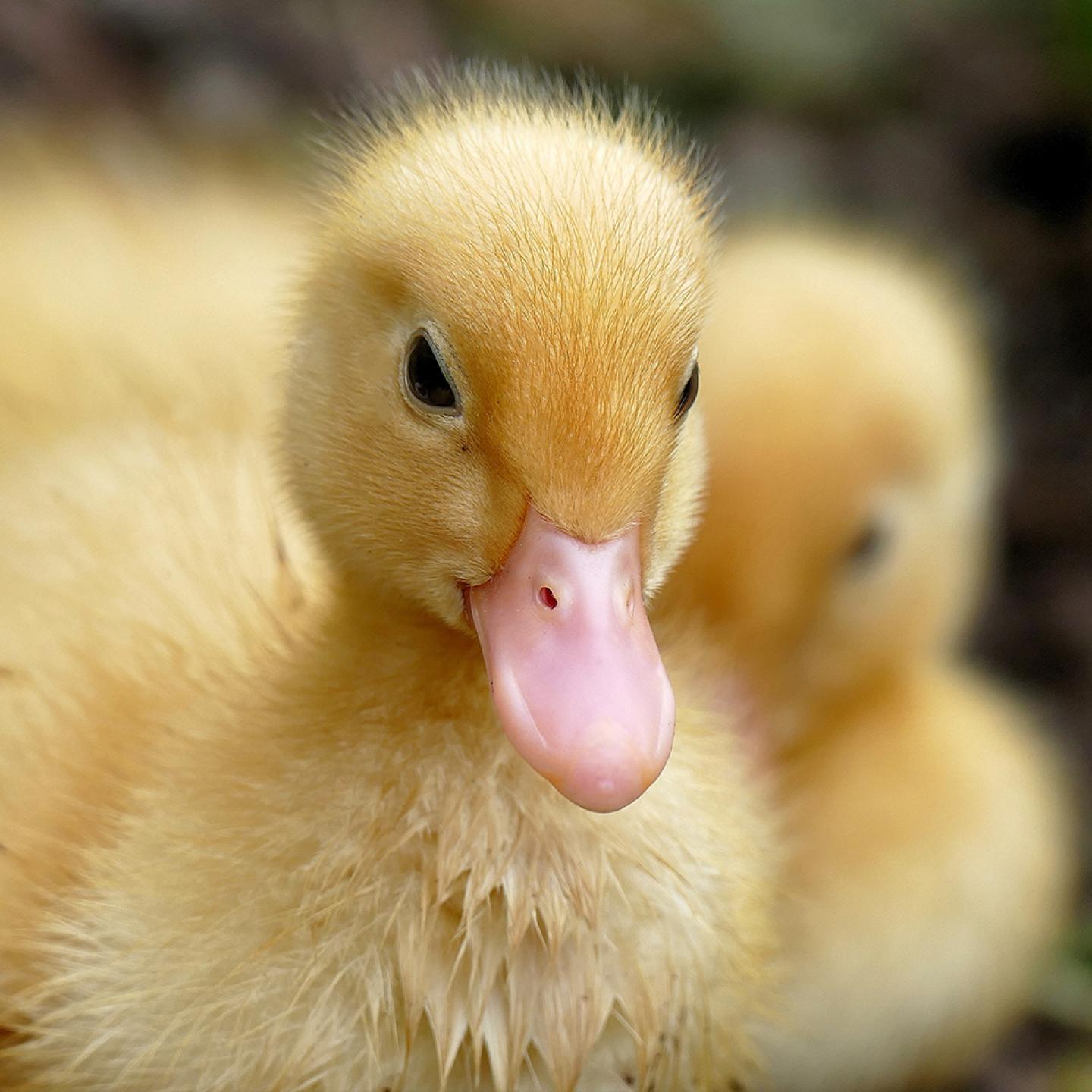 poultry-ducks