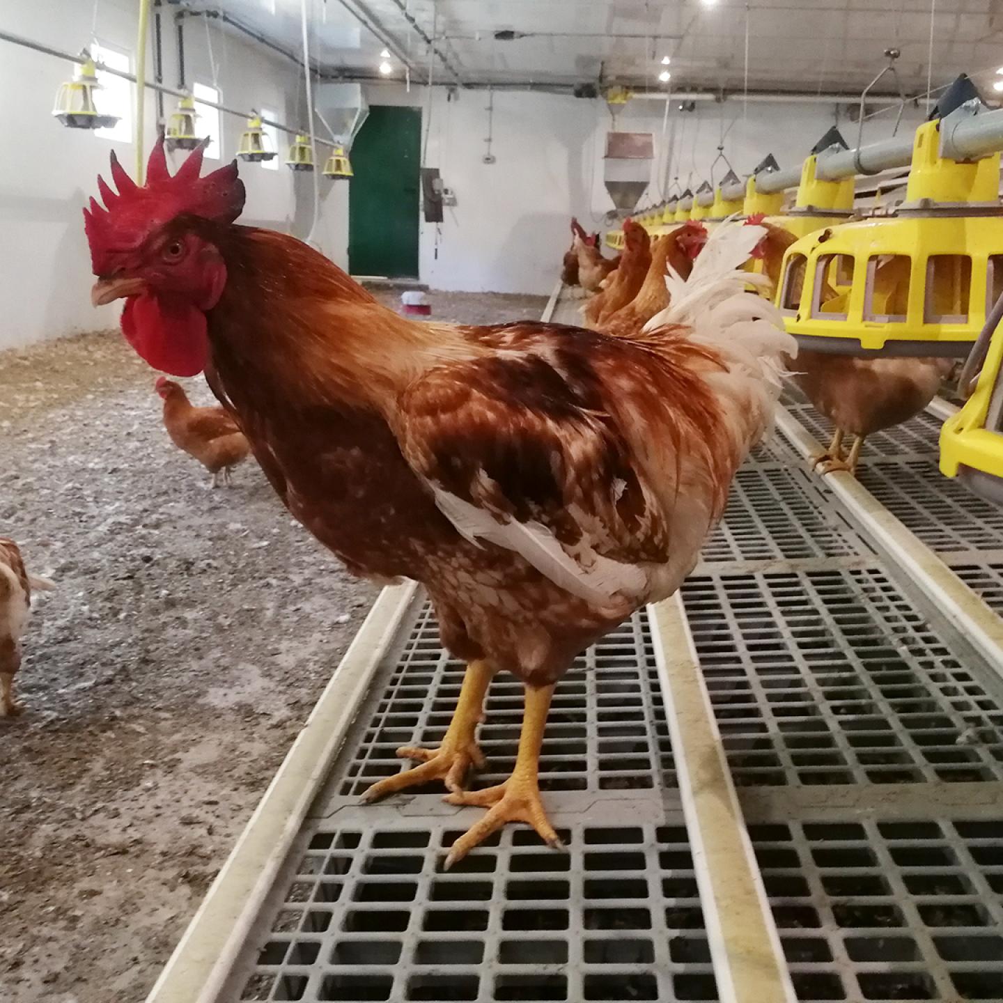 poultry equipment for broiler breeder slow growing, a market trend
