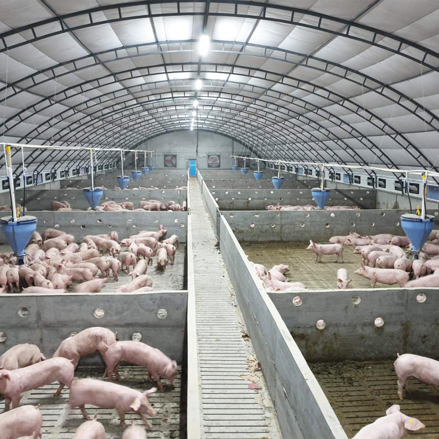 automatic pig feeder blu'hox farm