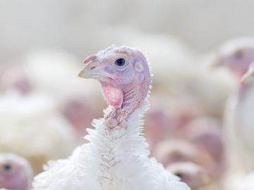 turkeys-poultry-equipment-thumbnail