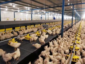 broiler breeders koozii group nest automation laying nest
